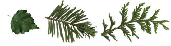 Une feuille de bouleau (à gauche), des aiguilles de sapin (au milieu), et des écailles de thuya (à droite). feiulles d'arbres
