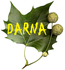 Saida_DARNA